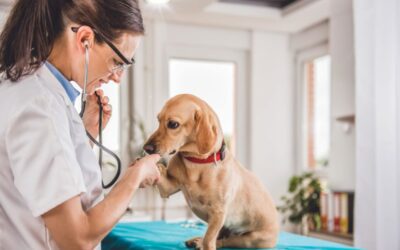 Preparing for a Visit to Our Animal Hospital: Tips for Gaithersburg Pet Owners