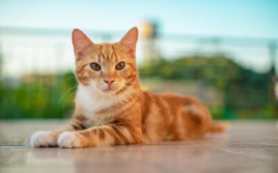 Rise in Popularity for Holistic Veterinary Care for Dogs and Cats