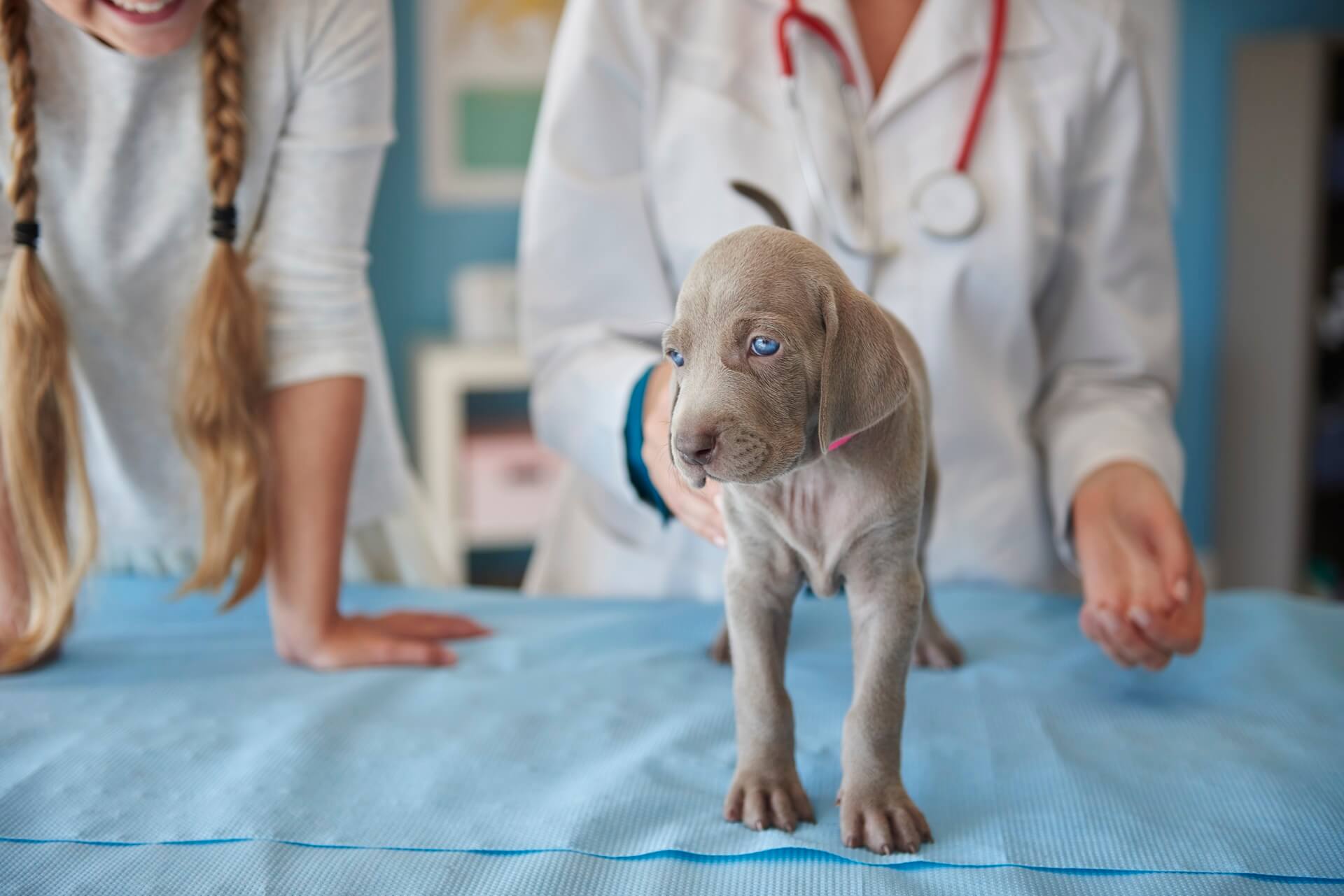 Veterinarians In Germantown, MD Holistic Veterinary Healing