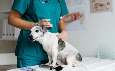 Could Pet Acupuncture Be The Treatment Your Pet Needs?