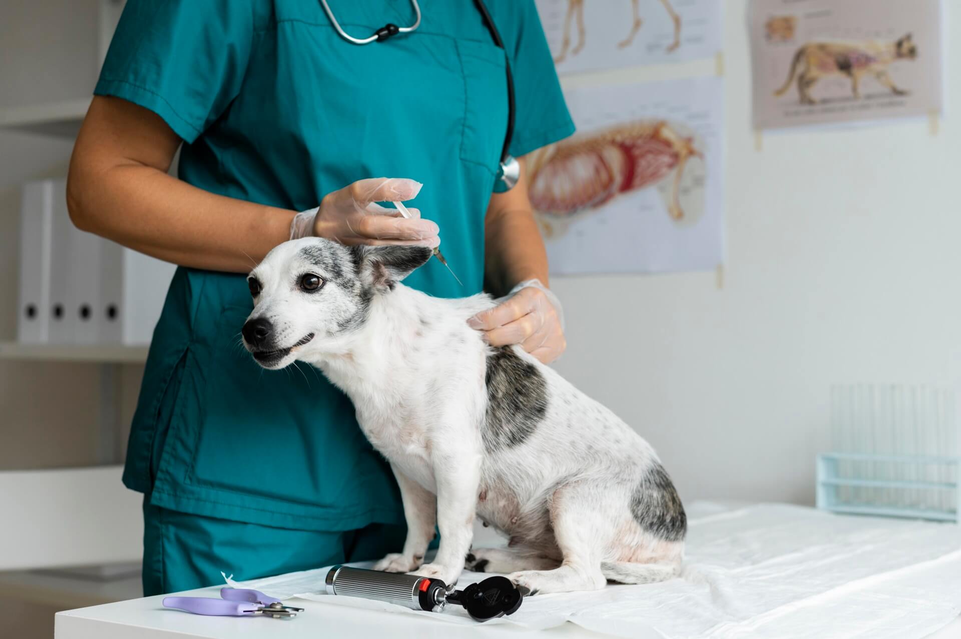 Pet Aquapuncture In Germantown, MD | Holistic Vet Healing