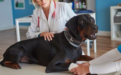 The Benefits Of Pet Chiropractic Treatments