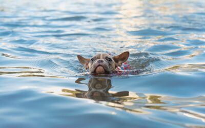 Five Guidelines for Ensuring Safe Swimming Practices With Your Pet
