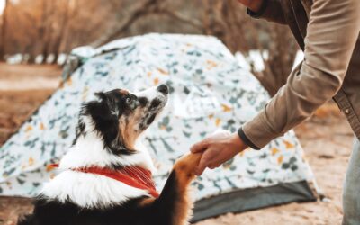 Essential Tips for Camping with Your Pets
