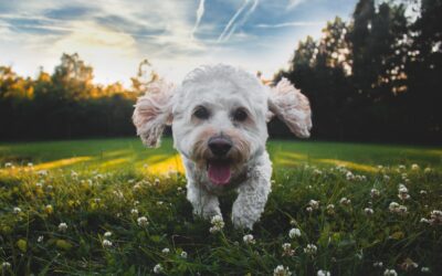 Explore the Great Outdoors with Confidence: Essential Safety Tips for Responsible Dog Owners at the Park